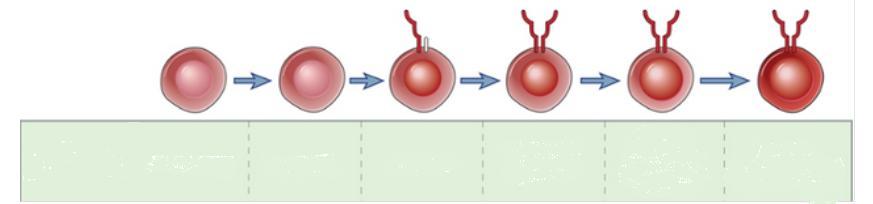 Estágios de desenvolvimento de linfócitos T Estágio de maturação Célula tronco Pró-T Pré-T Duplo positiva Simples positiva (célula T imatura) Célula T madura (naïve) Expressão do TCR ausente ausente