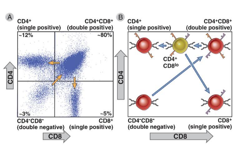 Expressão de CD4 e CD8 em