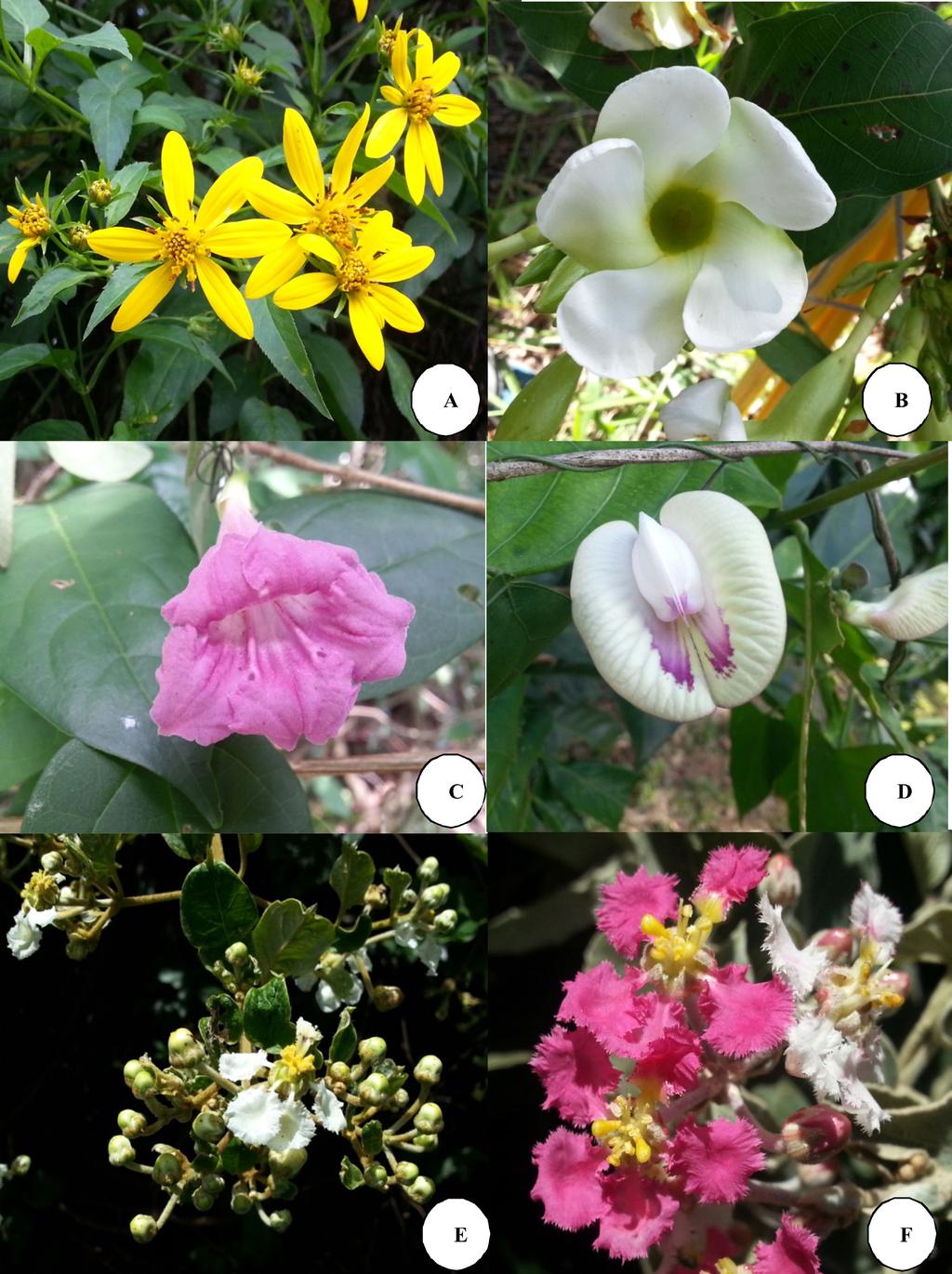 Biota Neotrop., 18(2): e20170346, 2018 6 Vargas, B.C. et al. Figure 2. A. Bidens segetum; B. Odontadenia lutea; C. Fridericia craterophora; D. Centrosema sagittatum; E. Banisteriopsis argyrophylla; F.