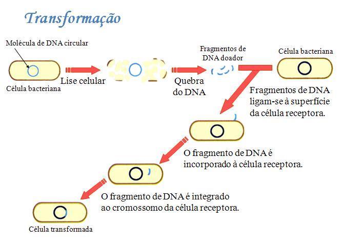 O DNA liga-se a proteínas na superfície celular, sendo em seguida absorvido ou tendo uma de suas fitas degradadas por nucleases antes da absorção.