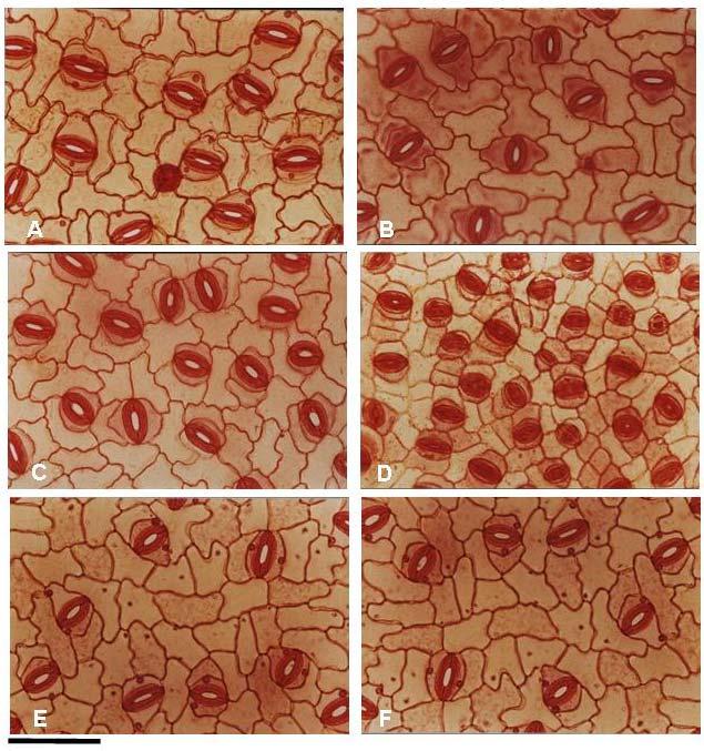 FIGURA 2 Fotomicrografias de seções paradérmicas da superfície abaxial de folhas de Annona glabra L.