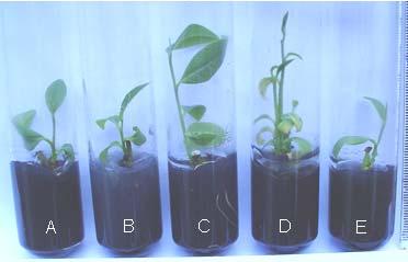 FIGURA 3 Fotografia indicando os aspecto das brotações de Annona glabra L. cultivadas em meio WPM suplementado com diferentes fontes de citocininas, no final da fase de multiplicação.