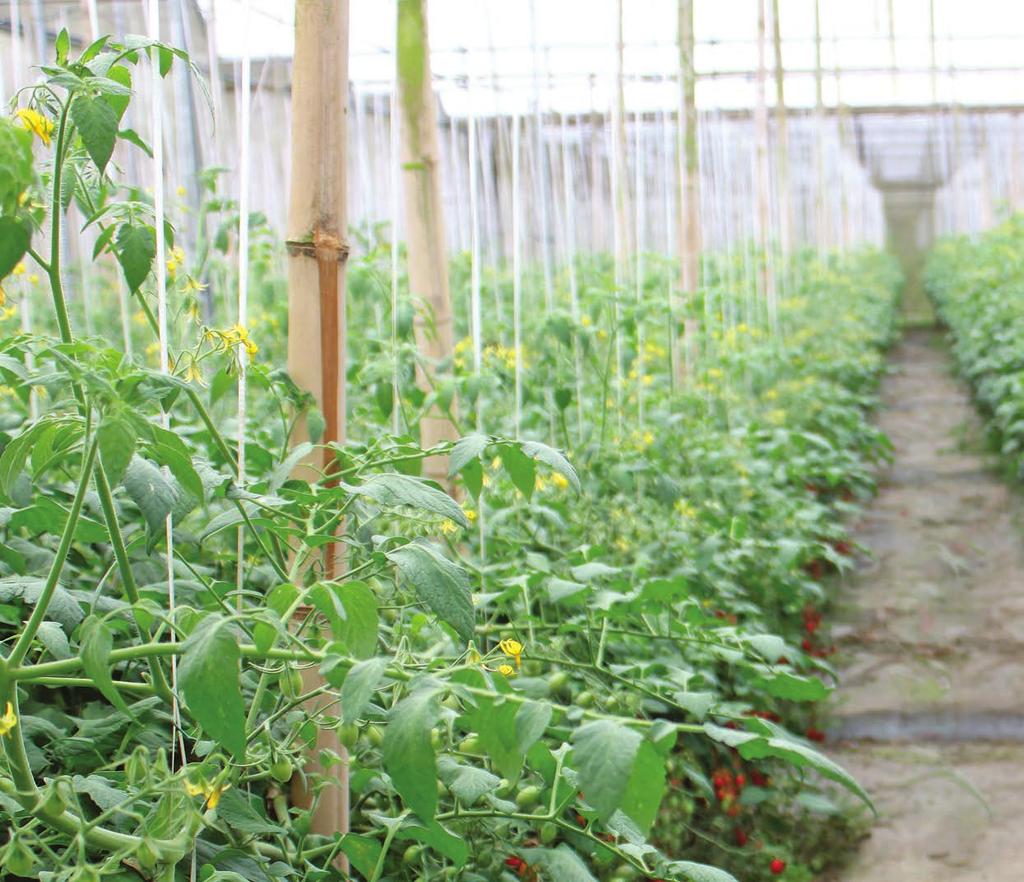 CAPA - ESPECIAL HORTALIÇAS CUSTO DE PRODUÇÃO DE TOMATE EM ARAGUARI (MG) Pela primeira vez, a equipe Hortifruti Brasil, em parceria com a Confederação Nacional da Agricultura (CNA), por meio do