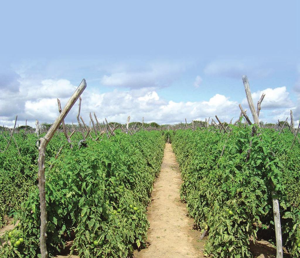 CAPA - ESPECIAL HORTALIÇAS CUSTO DE PRODUÇÃO DE TOMATE EM GOIÂNIA (GO) Também pela primeira vez, em parceria com a Confederação Nacional da Agricultura (CNA), por meio do projeto Campo Futuro, a