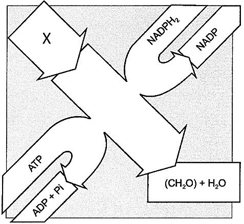 6. A figura ao lado representa uma das fases da fotossíntese realizada em células de plantas. 6.1. A fase representada denomina-se realiza-se. a) fase fotoquímica.