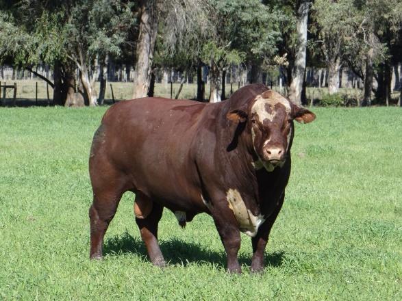 BRAFORD = 5/8 HEREFORD + 3/8 ZEBU Raça