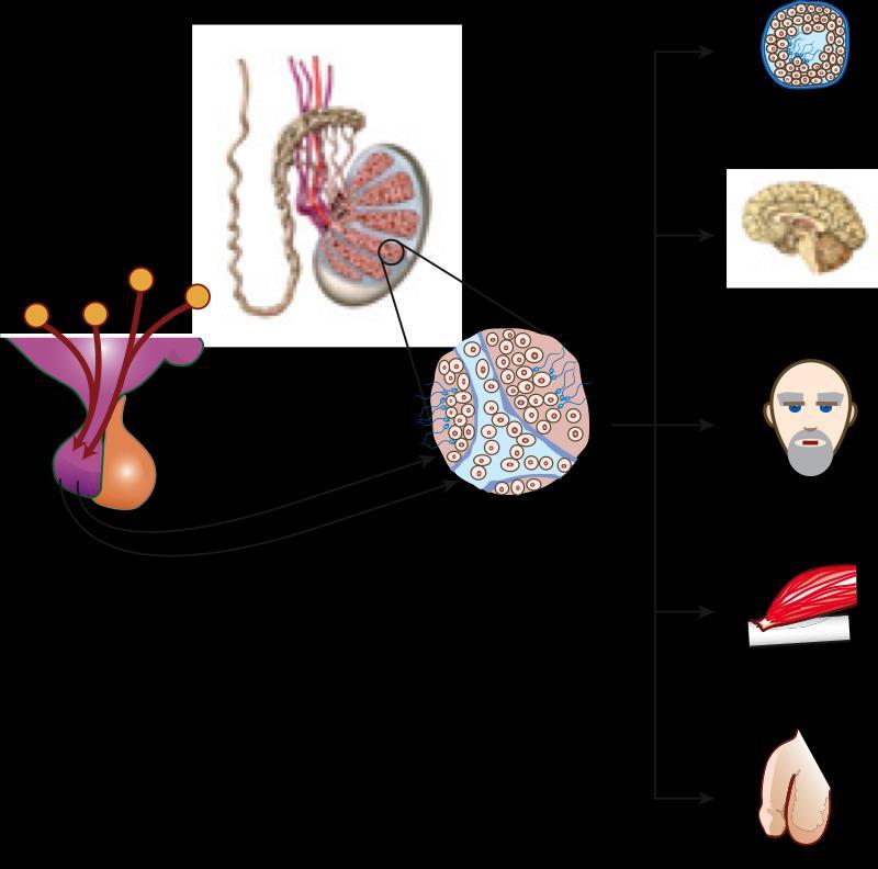 Testosterona Características sexuais secundárias