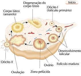 A oogénese Ainda durante o desenvolvimento embrionário ocorre a multiplicação das oogónias, em elevado número, que apresentam 2n cromossomas, sendo, como tal, células diplóides, pois formam-se a