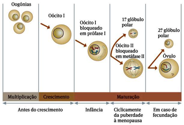 A oogénese Antes do nascimento Ocorre a multiplicação e crescimento das oogónias, que apresentam 2n cromossomas, sendo células diplóides.