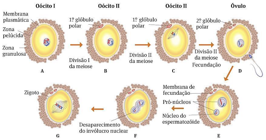 Fecundação e Gestação Após a entrada do núcleo do