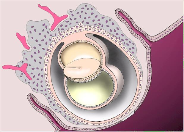embrionário