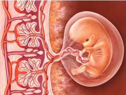 Fecundação e Gestação Os anexos embrionários Após a nidação, o embrião continua a desenvolver-se originando anexos Placenta Desenvolve-se no endométrio e liga a mãe ao