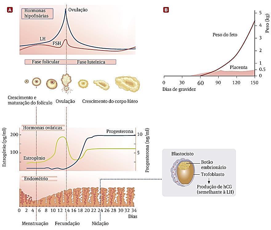 Fecundação e Gestação A nidação e as primeiras fases de gestação encontram-se sob estreito controlo hormonal.