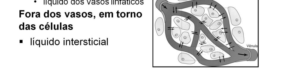 transcelular, como