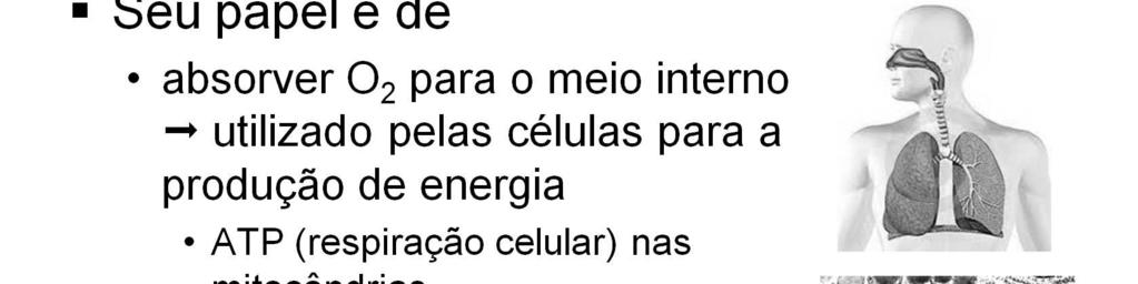 As principais funções do sistema respiratório