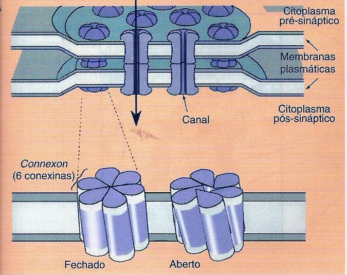 TRANSMISSÃO SINÁPTICA ELÉTRICA Canais iônicos controlados por voltagem Transferem um sinal