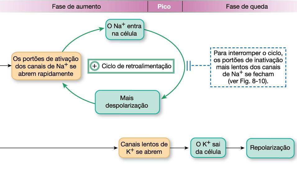 EFEITOS DA DESPOLARIZAÇÃO DA