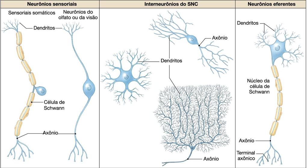 NEURÔNIO Base