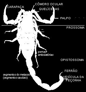 Ordem Scorpiones mais antigos artrópodes terrestres conhecidos. (registro fóssil: Siluriano).