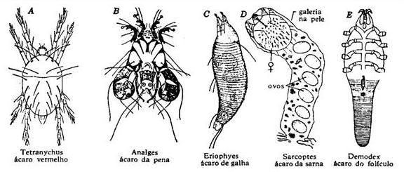 Morfologia externa Adultos medem de 0,25 a 0,75mm de comprimento, em