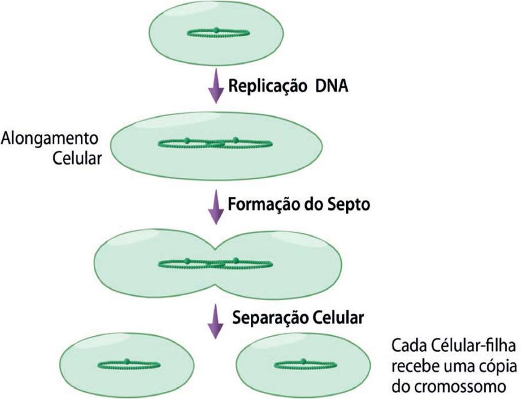 Reprodução das Bactérias Meiose - Reducional Formação das células reprodutivas.