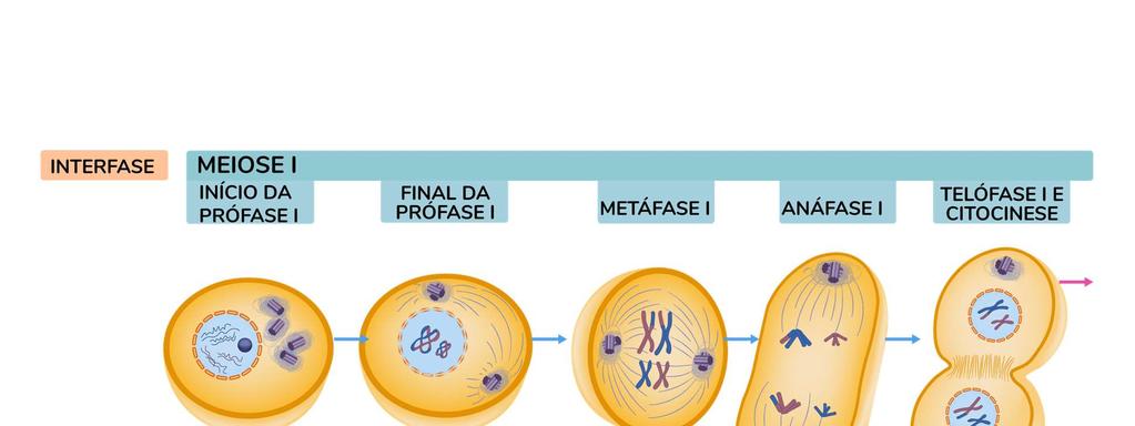 Subfases Prófase I 1. Leptóteno: começa a individualização dos cromossomos. 2.