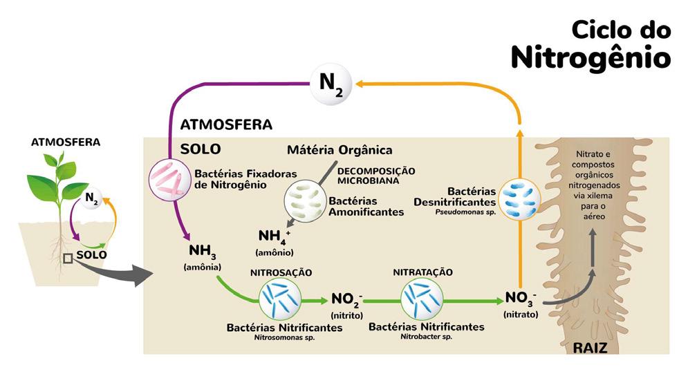 das Ciclo do Nitrogênio Características do Ciclo: N 2(g) NH 3(aq)