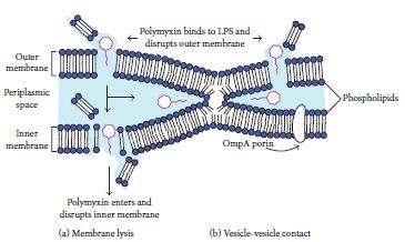 Modos de ação dos agentes antimicrobianos 3. Danos à membrana plasmática polimixina (produzido por Paenibacillus polymyxa) ligase à membrana externa e MP de gram-negativas, rompendo-a (uso tópico).