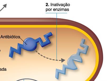 Mecanismos de resistência bacteriana aos antimicrobianos Bactéria pode modificar o antibiótico, que passa a ser inativo. P.e., estafilococos que produzem b- lactamases que clivam o anel b- lactâmicos das penicilinas.