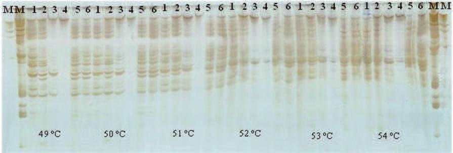 Figura β Produtos de ampliicação do loco mpd01η, em gel de poliacrilamida, obtido em seis amostras de DNA de A. vulgare em seis temperaturas de anelamento.