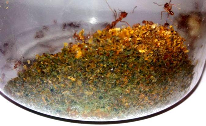32 das formigas, as quais mudaram as pupas de lugar, mas não as levaram para fora do jardim como nos experimentos anteriores.