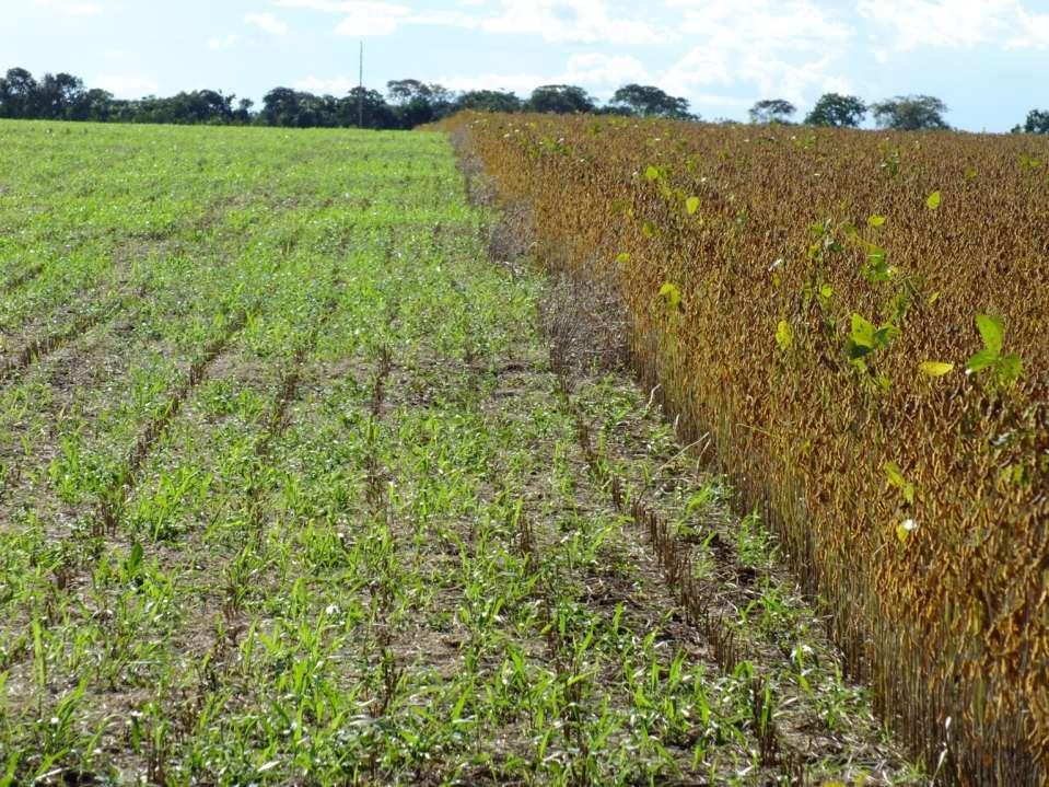 Nova Xavantina, MT - Área com lavoura: 400 ha; Estratégia do ilp: soja na safra e B.