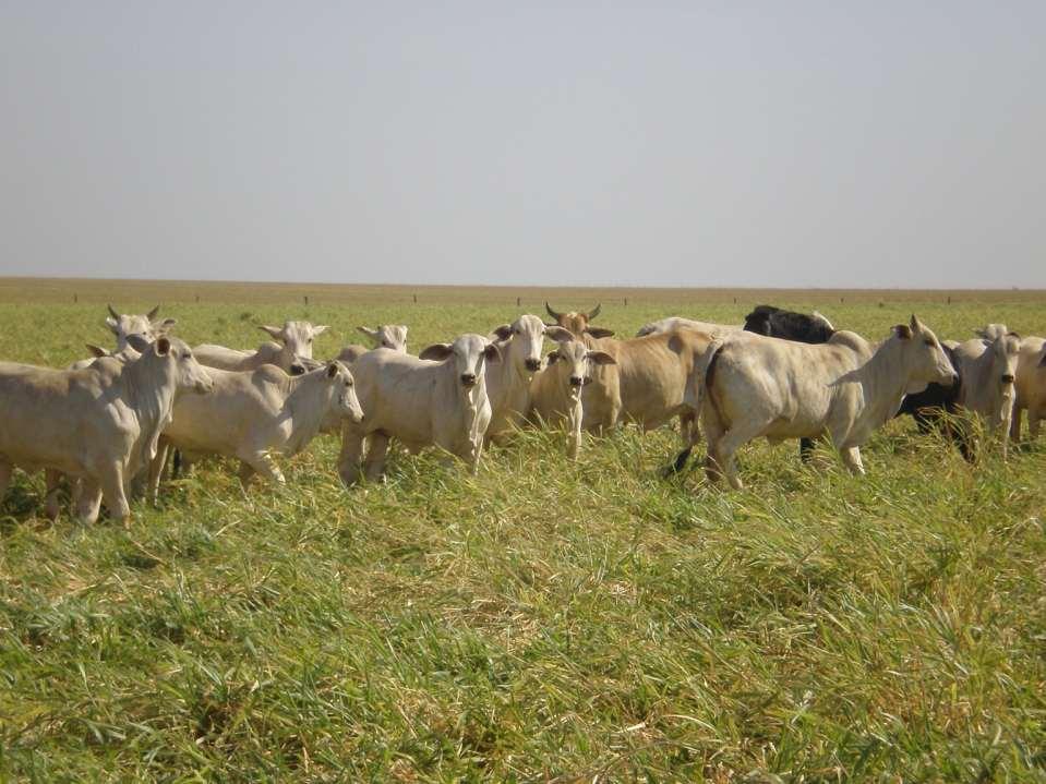 BOI SAFRINHA Fazenda Dom José Canarana, MT Proprietário: Sr.