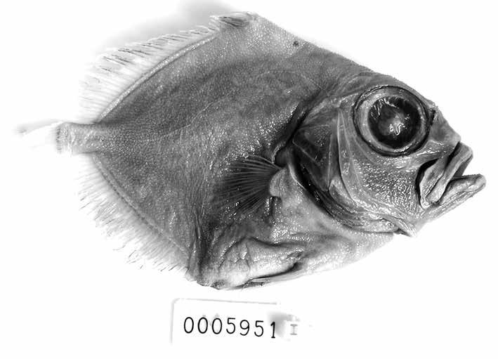 INTRODUÇÃO Os adultos da família Oreosomatidae (ordem Zeiformes) são marinhos, bentopelágicos no talude continental sendo que a maioria das espécies ocorre entre 400 e 1800 m de profundidade nas