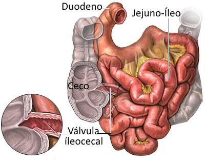 Flora Intestinal No intestino grosso (colon) vive uma grande quantidade de bactérias