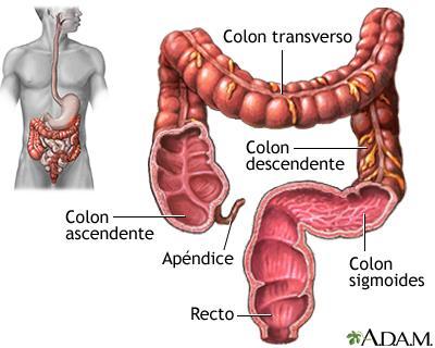 organismo humano Após a absorção da água no colon, os restos não digeridos formam as