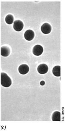 Filtro nucleopore Poro= 5 µm Alvo Dos Agentes Químicos