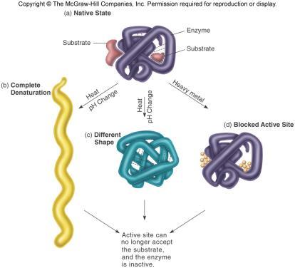 Enzimas inativas Alvo Dos Agentes Químicos Agente Uso Modo de ação DNA ou RNA Alvo: DNA e/ou RNA Ação: Ligar covalentemente, degradar. Causa: Ligar no ribossomo e parar a tradução.