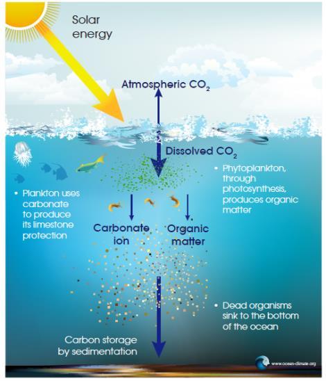 Nearly half of the oxygen produced on the Earth comes from tiny organisms living in the ocean but these little critters do much more.