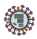 Função das proteínas virais Proteção do genoma Montagem de uma