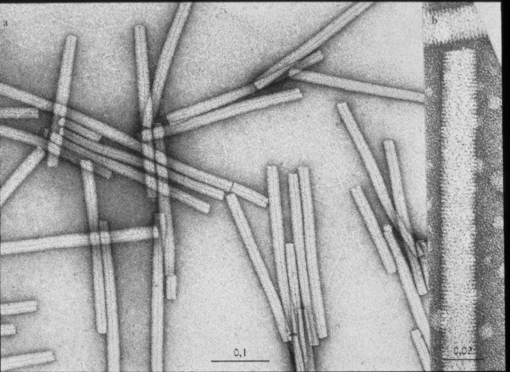 Simetria Helicoidal