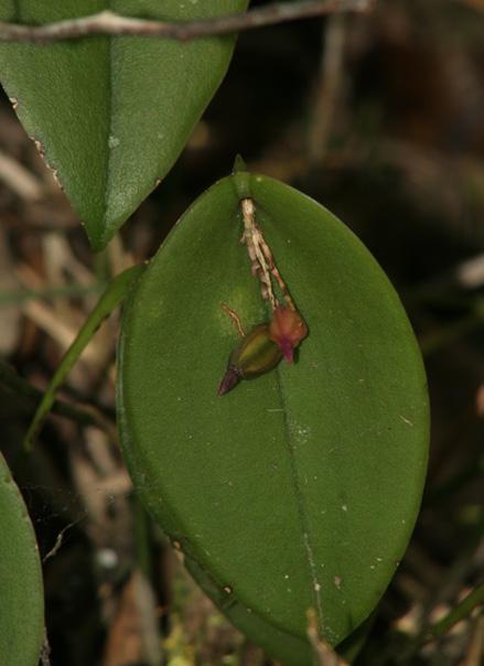 There are about 4500 species of orchids spread across all continents except Antarctica, of which 57 species, about 5%, occur in the Brazilian Atlantic forest (Dressler 005; Stehman et al.