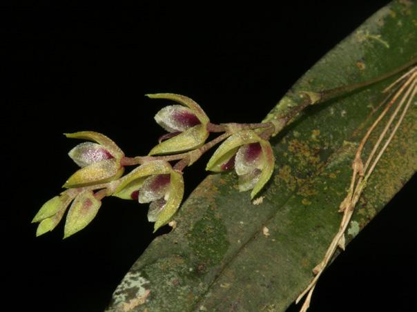 ), majorly secondary (40 50 years old) Atlantic forest areas containing patches of primary forests with no records of cutting or logging (ombrophilous dense forest; Veloso et al. 99).