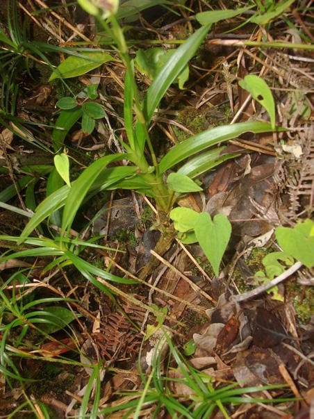 Zygopetalum maxillare 7