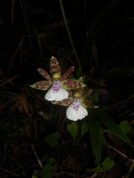 Zygopetalum maxillare 9