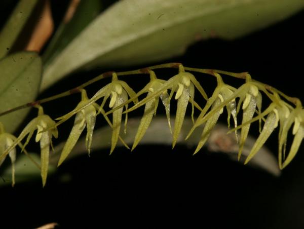 Acianthera