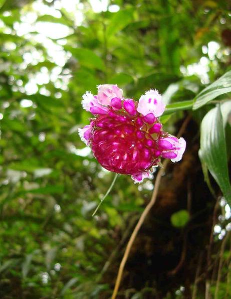 Dichaea pendula