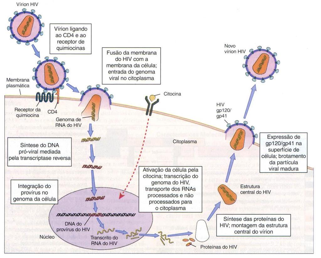 molde de RNA é degradada pela RNAse-H (Bowerman et al., 1989; Panganiban & Fiore, 1988).