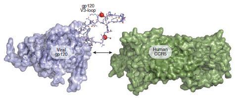 Figura 4: Representação tridimensional da interação da região V3 da glicoproteína gp120 do envelope viral com o correceptor de quimiocina da célula alvo (Lengauer et al., 2007).
