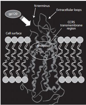 Figura 8: Representação esquemática do local de ação do maraviroque no correceptor CCR5 